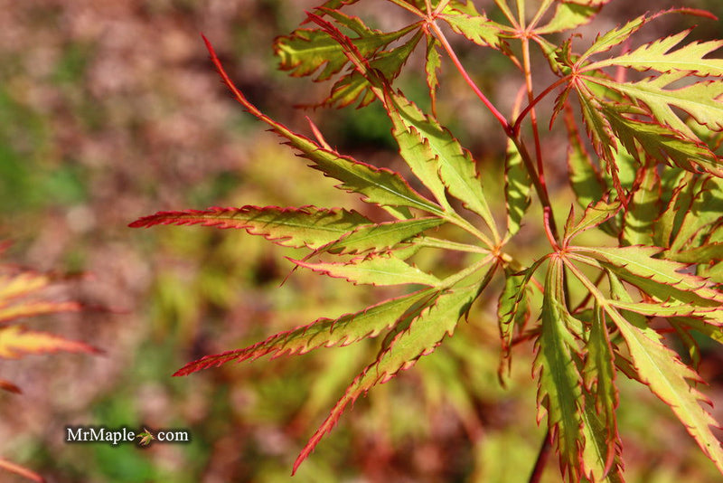 - Acer palmatum 'Watermelon' Weeping Japanese Maple - Mr Maple │ Buy Japanese Maple Trees