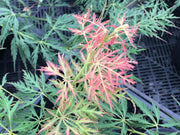 - Acer palmatum 'Watermelon' Weeping Japanese Maple - Mr Maple │ Buy Japanese Maple Trees