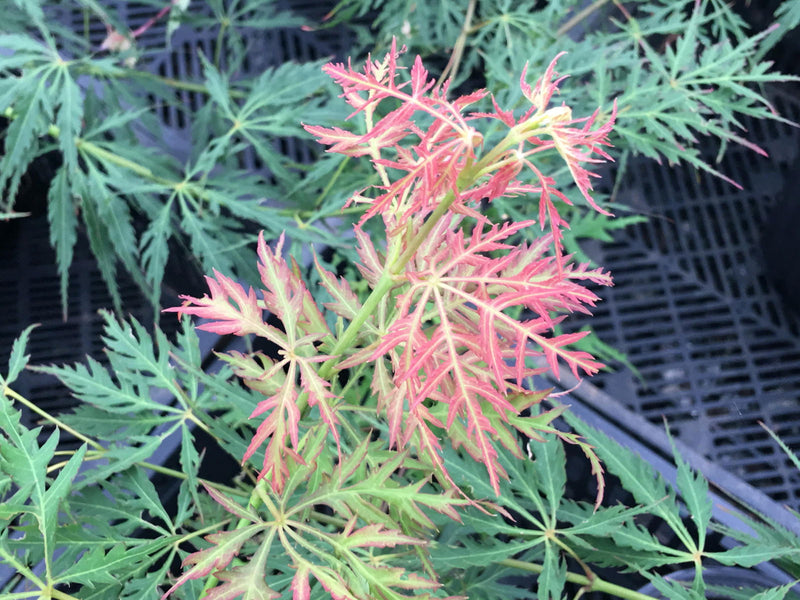 - Acer palmatum 'Watermelon' Weeping Japanese Maple - Mr Maple │ Buy Japanese Maple Trees