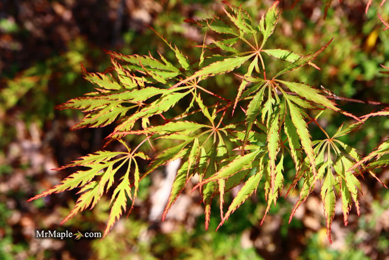 - Acer palmatum 'Watermelon' Weeping Japanese Maple - Mr Maple │ Buy Japanese Maple Trees