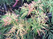 - Acer palmatum 'Watermelon' Weeping Japanese Maple - Mr Maple │ Buy Japanese Maple Trees