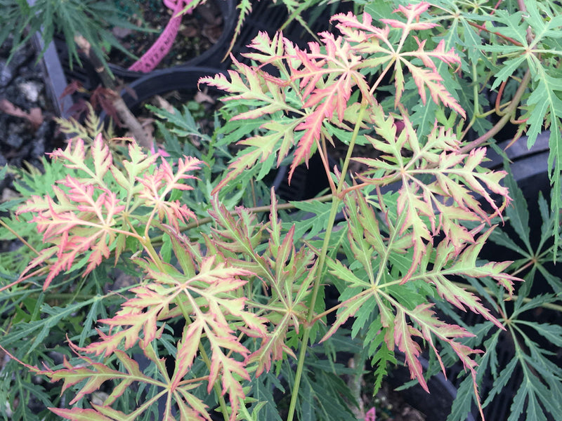 - Acer palmatum 'Watermelon' Weeping Japanese Maple - Mr Maple │ Buy Japanese Maple Trees