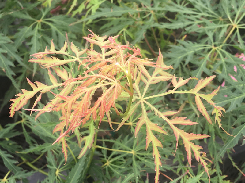 - Acer palmatum 'Watermelon' Weeping Japanese Maple - Mr Maple │ Buy Japanese Maple Trees