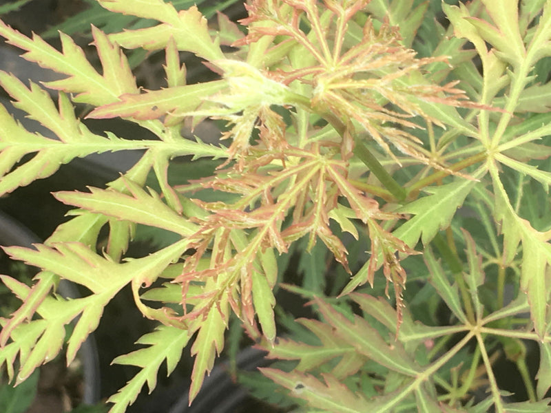 - Acer palmatum 'Watermelon' Weeping Japanese Maple - Mr Maple │ Buy Japanese Maple Trees