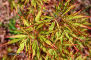 - Acer palmatum 'Watermelon' Weeping Japanese Maple - Mr Maple │ Buy Japanese Maple Trees