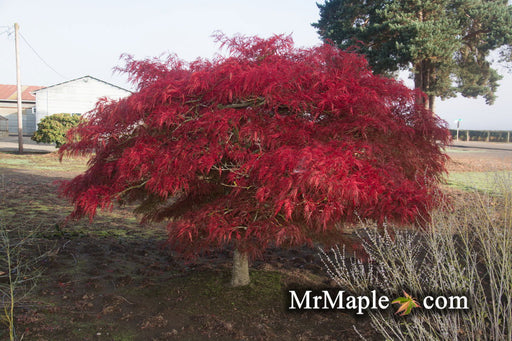 '- Acer palmatum 'Watnong' Japanese Maple - Mr Maple │ Buy Japanese Maple Trees