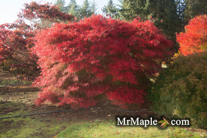 - Acer palmatum 'Watnong' Japanese Maple - Mr Maple │ Buy Japanese Maple Trees