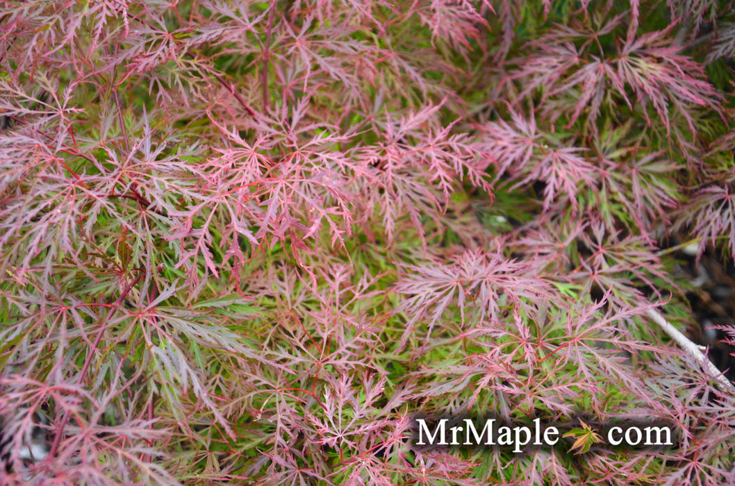 '- Acer palmatum 'Watnong' Japanese Maple - Mr Maple │ Buy Japanese Maple Trees