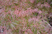 - Acer palmatum 'Watnong' Japanese Maple - Mr Maple │ Buy Japanese Maple Trees