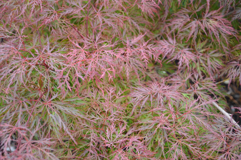 - Acer palmatum 'Watnong' Japanese Maple - Mr Maple │ Buy Japanese Maple Trees