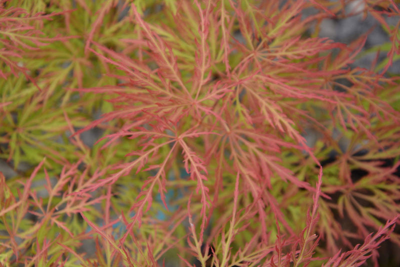 - Acer palmatum 'Watnong' Japanese Maple - Mr Maple │ Buy Japanese Maple Trees