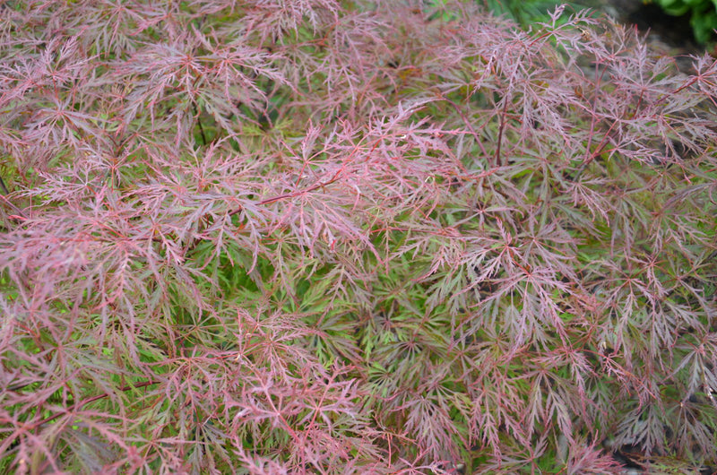 - Acer palmatum 'Watnong' Japanese Maple - Mr Maple │ Buy Japanese Maple Trees