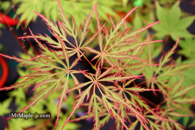 - Acer palmatum 'Watnong' Japanese Maple - Mr Maple │ Buy Japanese Maple Trees