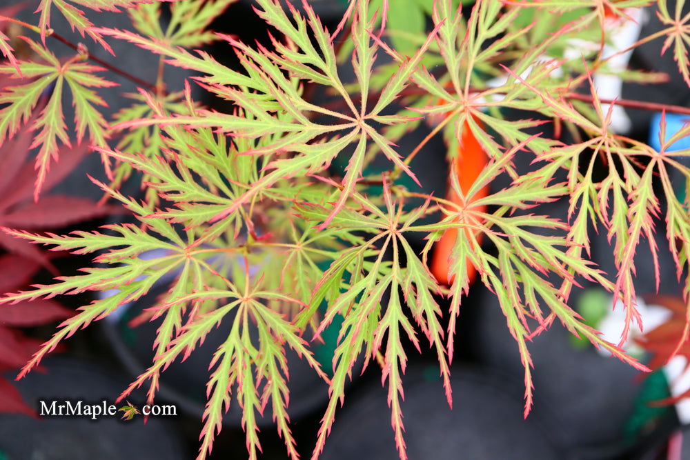 '- Acer palmatum 'Watnong' Japanese Maple - Mr Maple │ Buy Japanese Maple Trees