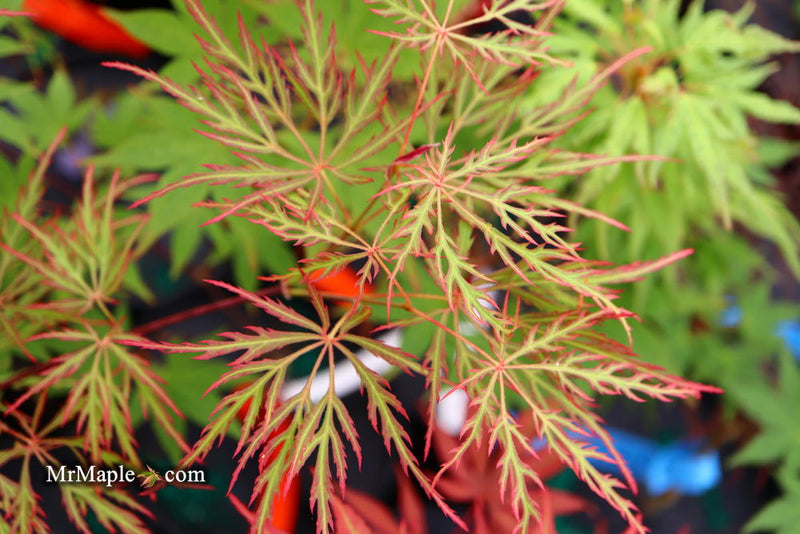 - Acer palmatum 'Watnong' Japanese Maple - Mr Maple │ Buy Japanese Maple Trees