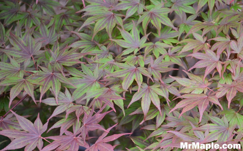 - Acer palmatum 'West Grove' Japanese Maple - Mr Maple │ Buy Japanese Maple Trees