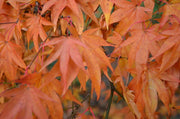 - Acer palmatum 'Westonbirt Orange' Japanese Maple - Mr Maple │ Buy Japanese Maple Trees
