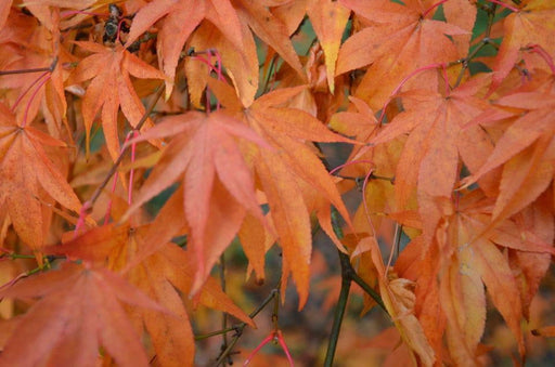 - Acer palmatum 'Westonbirt Orange' Japanese Maple - Mr Maple │ Buy Japanese Maple Trees