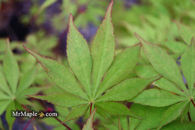 - Acer palmatum 'Westonbirt Orange' Japanese Maple - Mr Maple │ Buy Japanese Maple Trees