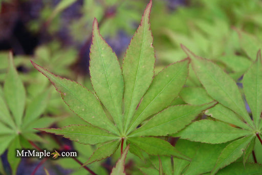 - Acer palmatum 'Westonbirt Orange' Japanese Maple - Mr Maple │ Buy Japanese Maple Trees