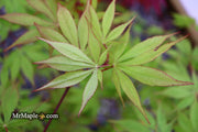 - Acer palmatum 'Westonbirt Orange' Japanese Maple - Mr Maple │ Buy Japanese Maple Trees
