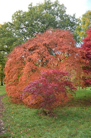 - Acer palmatum 'Westonbirt Orange' Japanese Maple - Mr Maple │ Buy Japanese Maple Trees