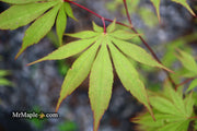 - Acer palmatum 'Westonbirt Orange' Japanese Maple - Mr Maple │ Buy Japanese Maple Trees