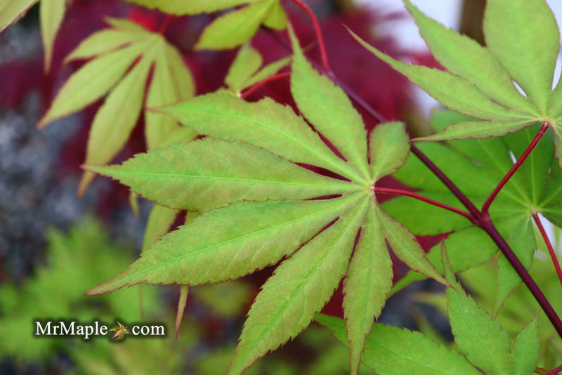 - Acer palmatum 'Westonbirt Orange' Japanese Maple - Mr Maple │ Buy Japanese Maple Trees