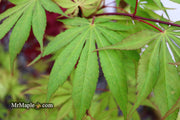 - Acer palmatum 'Westonbirt Orange' Japanese Maple - Mr Maple │ Buy Japanese Maple Trees