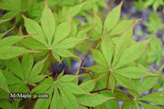 - Acer palmatum 'Westonbirt Orange' Japanese Maple - Mr Maple │ Buy Japanese Maple Trees