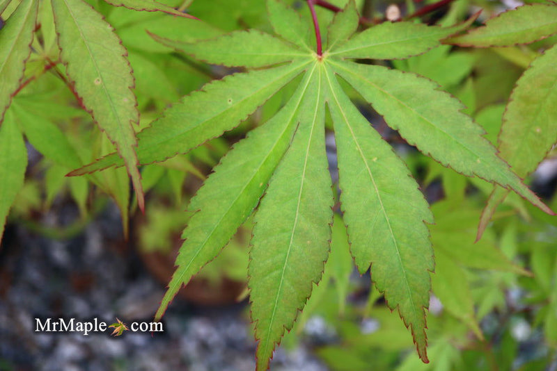 - Acer palmatum 'Westonbirt Orange' Japanese Maple - Mr Maple │ Buy Japanese Maple Trees