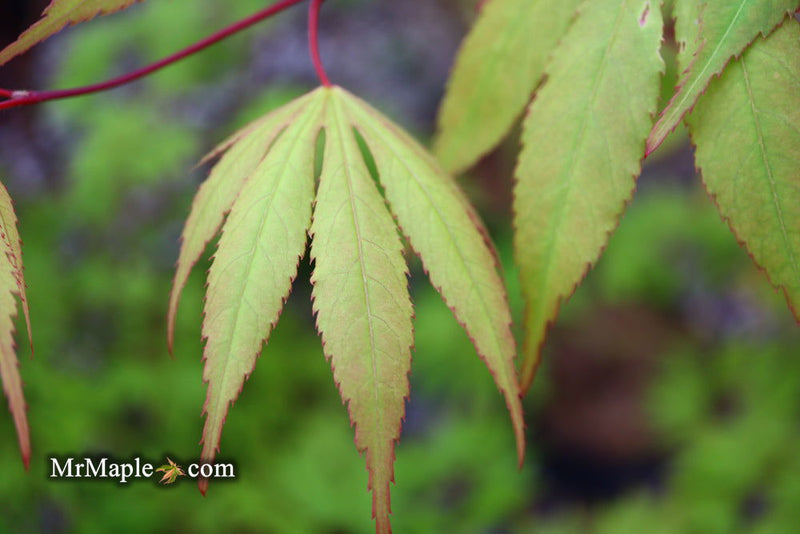 - Acer palmatum 'Westonbirt Orange' Japanese Maple - Mr Maple │ Buy Japanese Maple Trees