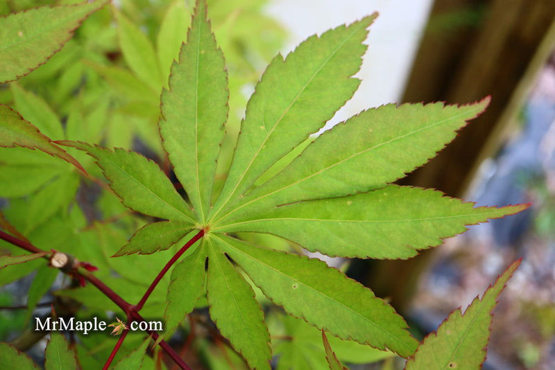 - Acer palmatum 'Westonbirt Orange' Japanese Maple - Mr Maple │ Buy Japanese Maple Trees