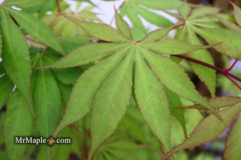 - Acer palmatum 'Westonbirt Orange' Japanese Maple - Mr Maple │ Buy Japanese Maple Trees