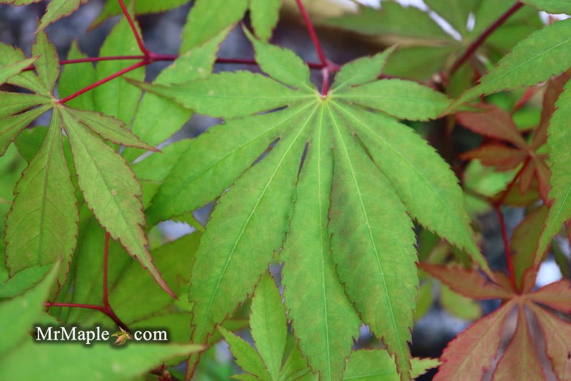 - Acer palmatum 'Westonbirt Orange' Japanese Maple - Mr Maple │ Buy Japanese Maple Trees