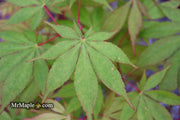 - Acer palmatum 'Westonbirt Orange' Japanese Maple - Mr Maple │ Buy Japanese Maple Trees