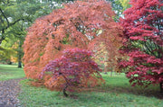 - Acer palmatum 'Westonbirt Orange' Japanese Maple - Mr Maple │ Buy Japanese Maple Trees