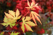 - Acer palmatum 'Westonbirt Orange' Japanese Maple - Mr Maple │ Buy Japanese Maple Trees