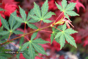 - Acer palmatum 'Westonbirt Orange' Japanese Maple - Mr Maple │ Buy Japanese Maple Trees