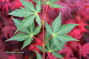 - Acer palmatum 'Westonbirt Orange' Japanese Maple - Mr Maple │ Buy Japanese Maple Trees