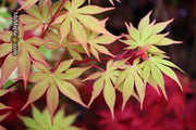 - Acer palmatum 'Westonbirt Red' Japanese Maple - Mr Maple │ Buy Japanese Maple Trees