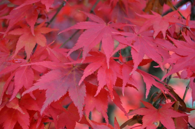 - Acer palmatum 'Westonbirt Red' Japanese Maple - Mr Maple │ Buy Japanese Maple Trees