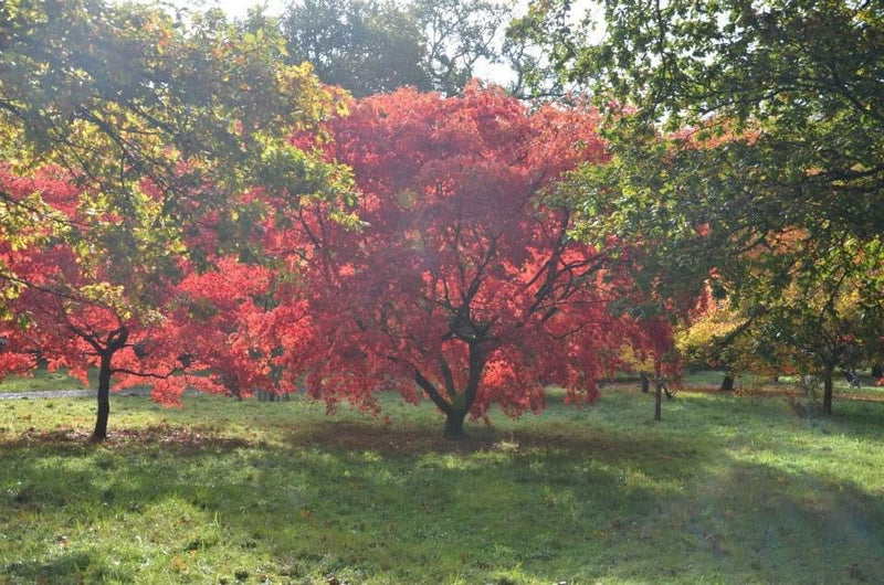 - Acer palmatum 'Westonbirt Red' Japanese Maple - Mr Maple │ Buy Japanese Maple Trees