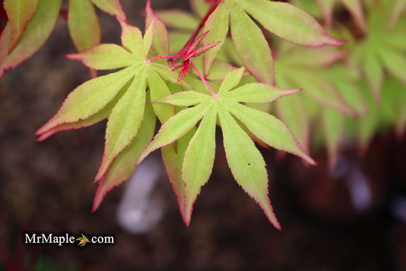 - Acer palmatum 'Westonbirt Red' Japanese Maple - Mr Maple │ Buy Japanese Maple Trees