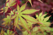 - Acer palmatum 'Westonbirt Red' Japanese Maple - Mr Maple │ Buy Japanese Maple Trees