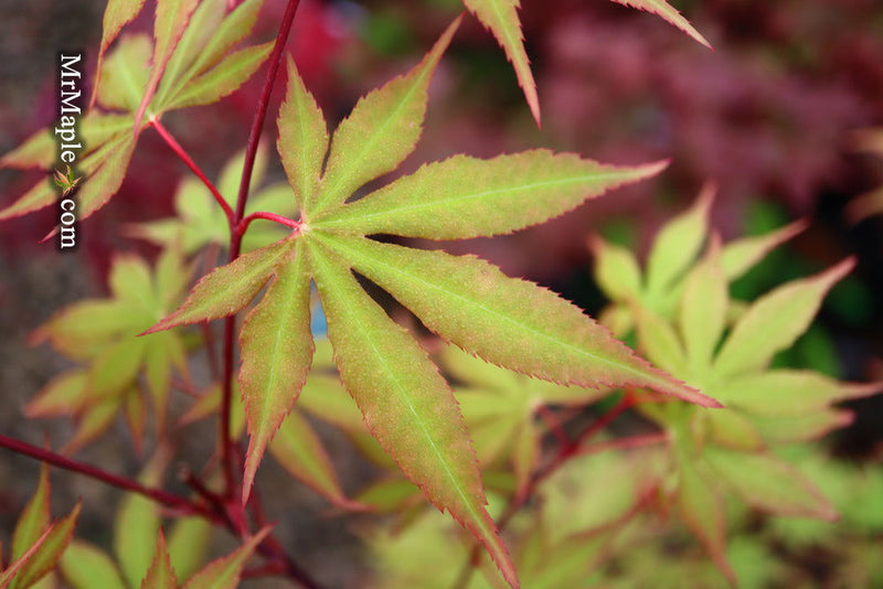 - Acer palmatum 'Westonbirt Red' Japanese Maple - Mr Maple │ Buy Japanese Maple Trees