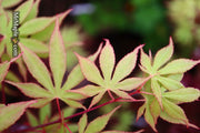 - Acer palmatum 'Westonbirt Red' Japanese Maple - Mr Maple │ Buy Japanese Maple Trees