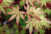 - Acer palmatum 'Westonbirt Red' Japanese Maple - Mr Maple │ Buy Japanese Maple Trees