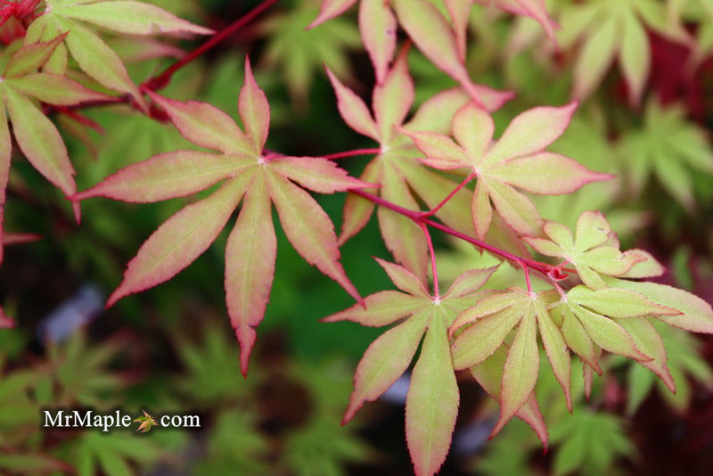 - Acer palmatum 'Westonbirt Red' Japanese Maple - Mr Maple │ Buy Japanese Maple Trees