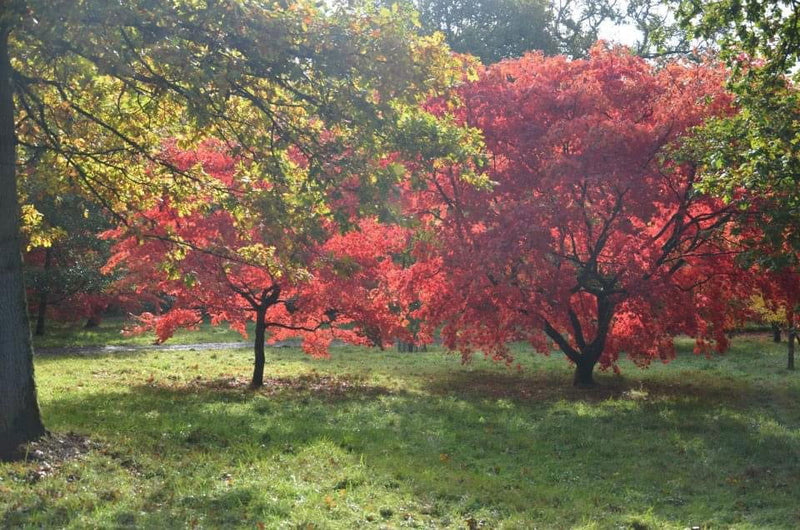- Acer palmatum 'Westonbirt Red' Japanese Maple - Mr Maple │ Buy Japanese Maple Trees